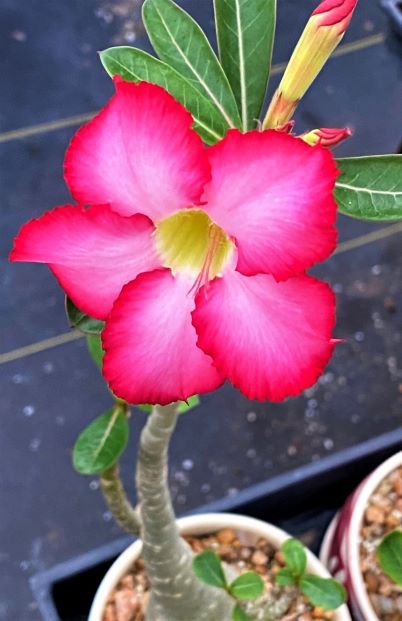 Adenium obesum | The Cactus King